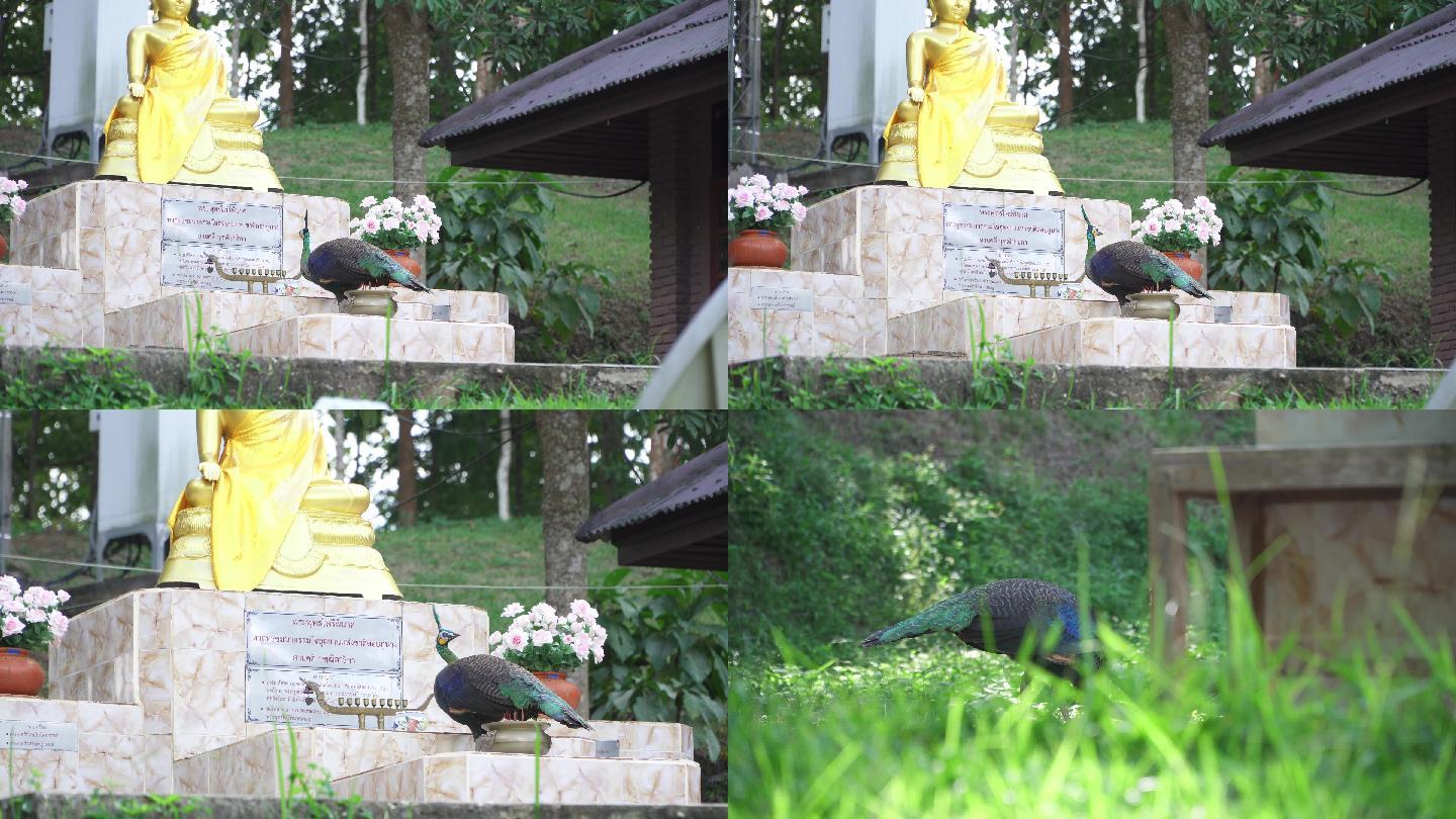 一只在庙里的泰国绿孔雀