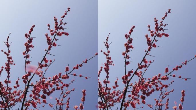 4K低视角春天盛开的红梅花垂直镜头