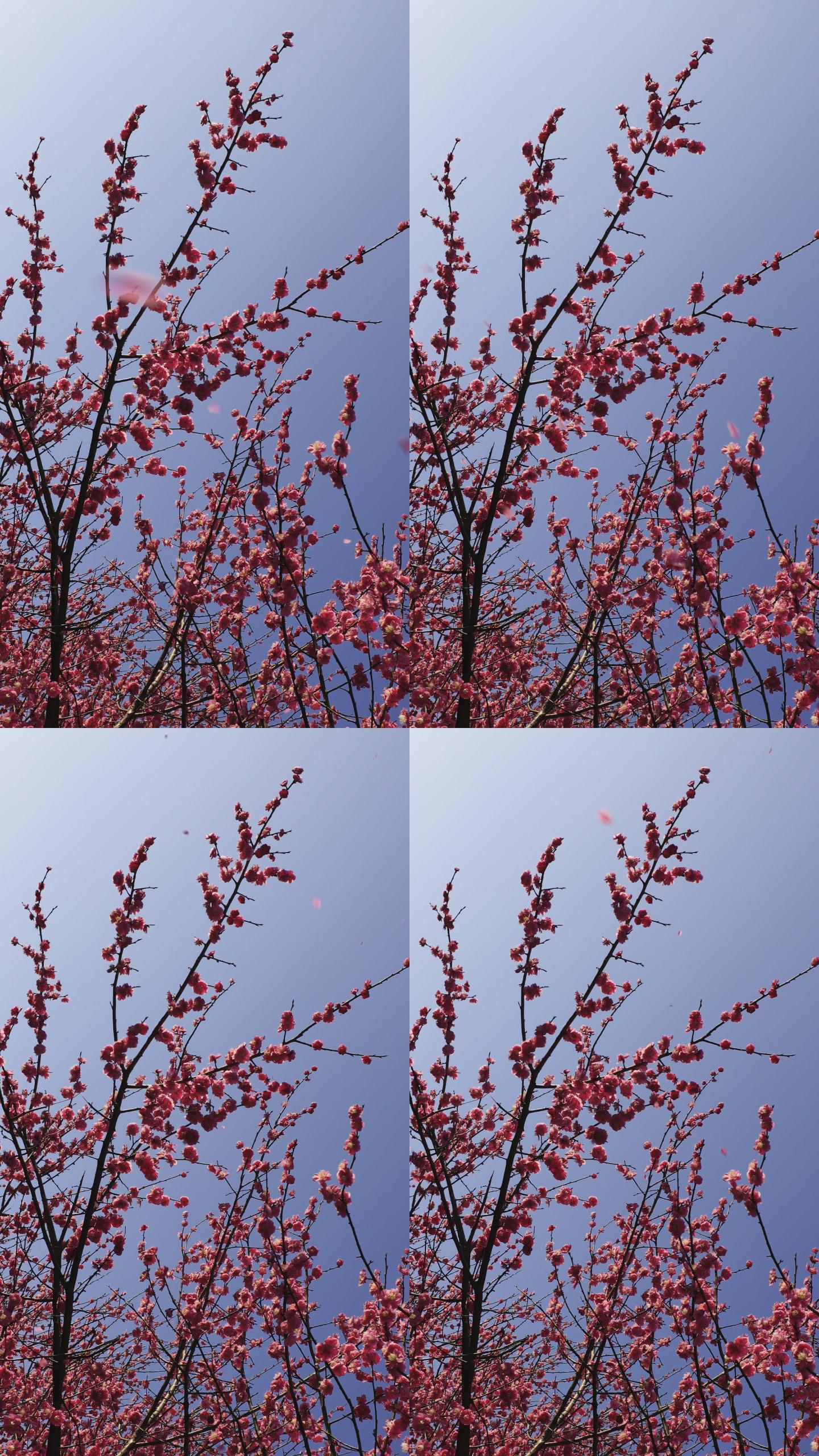 4K低视角春天盛开的红梅花垂直镜头