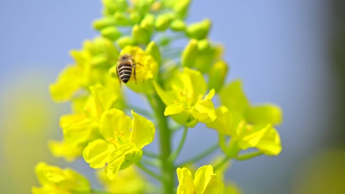 小蜜蜂采花春暖花开乡村油菜花开蜜蜂采蜜