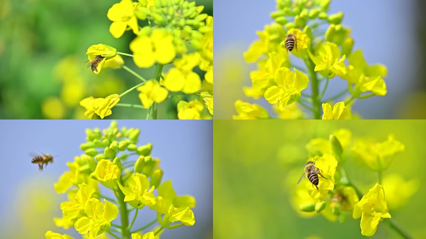 小蜜蜂采花春暖花开乡村油菜花开蜜蜂采蜜