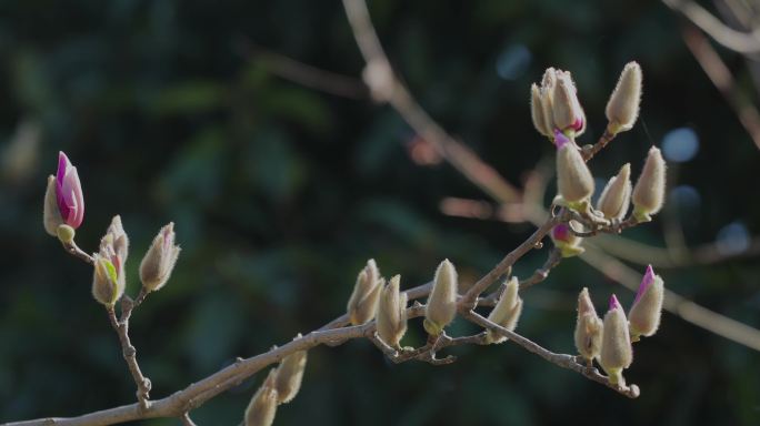 春季枝头玉兰花苞01