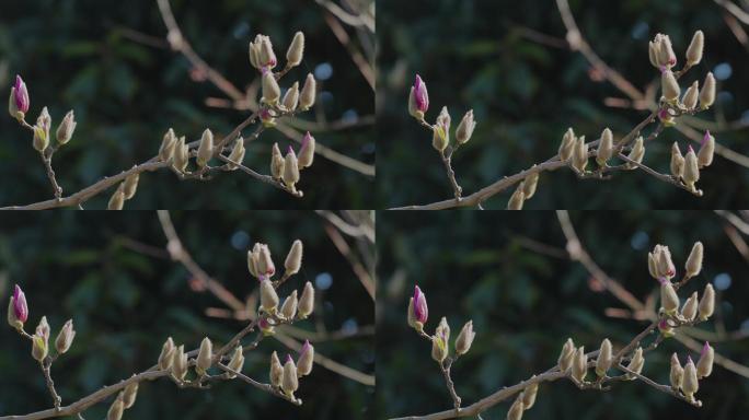 春季枝头玉兰花苞01