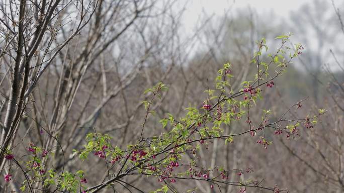 4K早春樱花一枝独秀