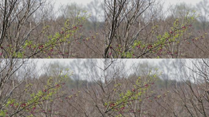 4K早春樱花一枝独秀