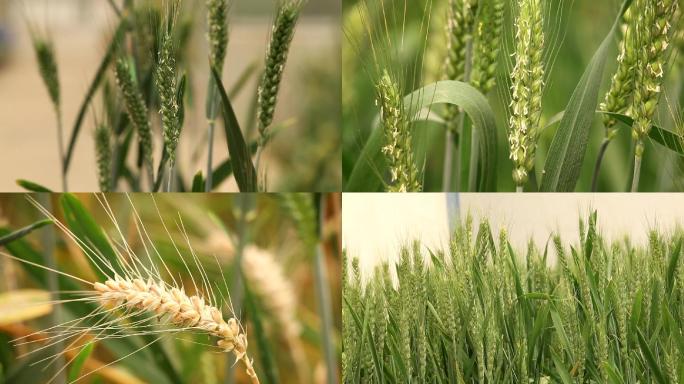 麦穗扬花灌浆小麦生长小麦
