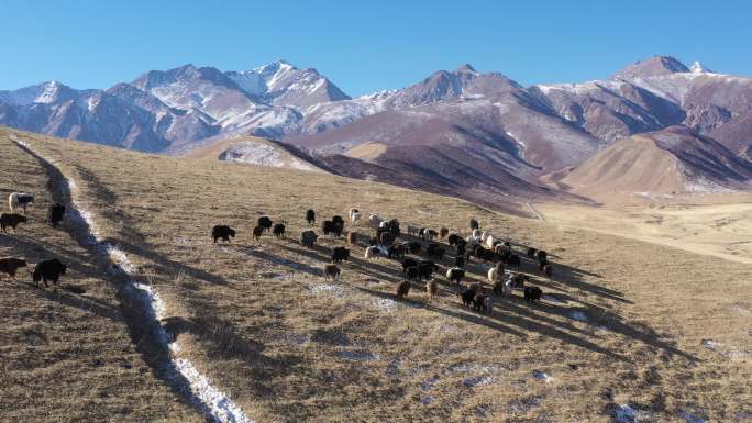 雪山草原牛羊成群