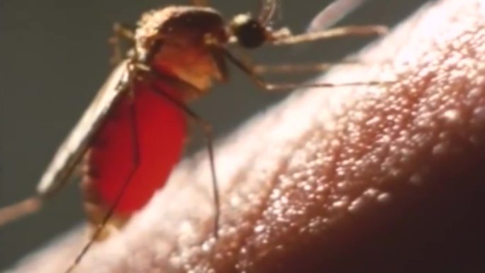 生活垃圾滋生蚊虫消灭传播传染疾病传染病