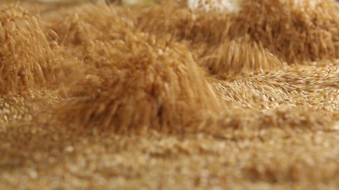 小麦手搓麦穗小麦加工苗穗