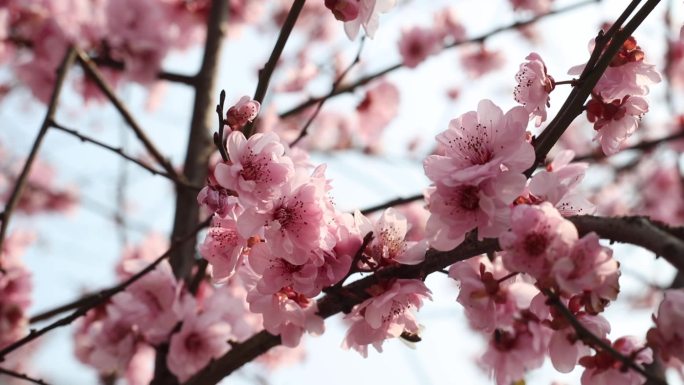 重庆佛图关桃花空镜头