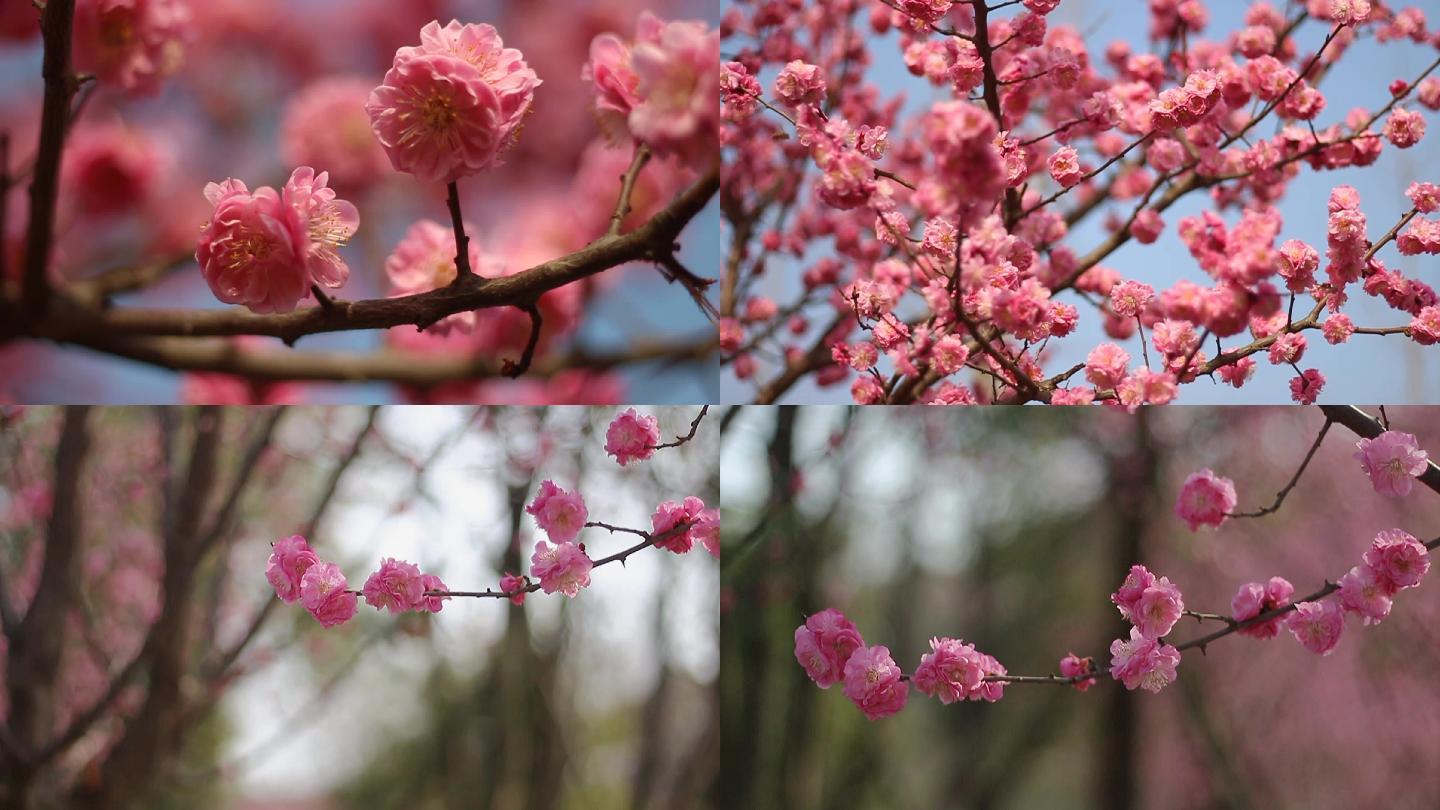 二月梅花盛开空镜头