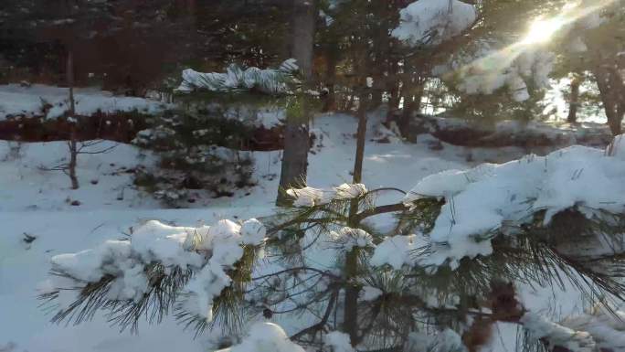 冬季松树雪景4k视频素材