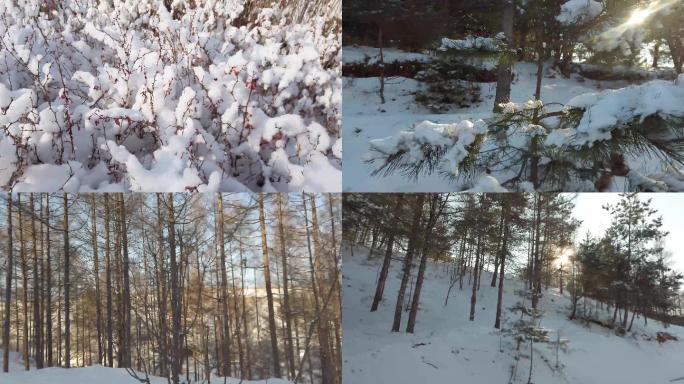 冬季松树雪景4k视频素材