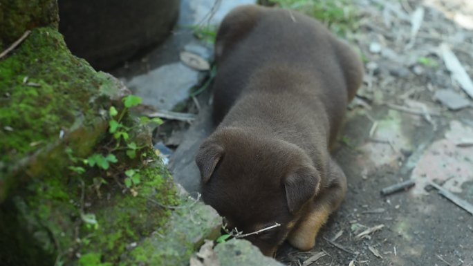 小狗小熊