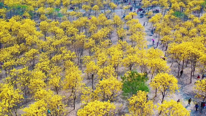 黄花风铃木