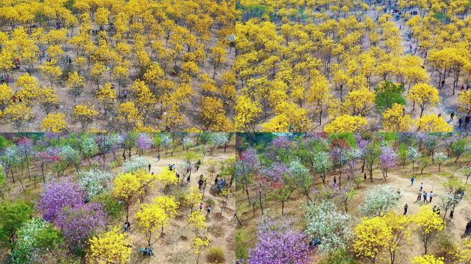 黄花风铃木