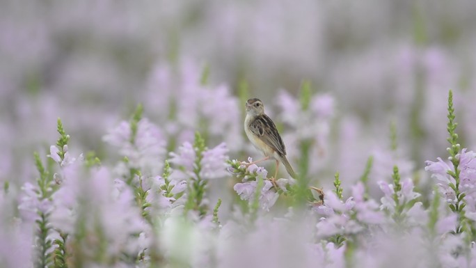 DSC_2046棕扇尾莺在鲜花丛中鸣叫