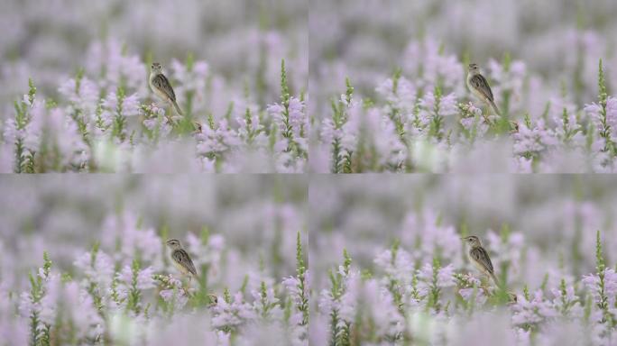 DSC_2046棕扇尾莺在鲜花丛中鸣叫