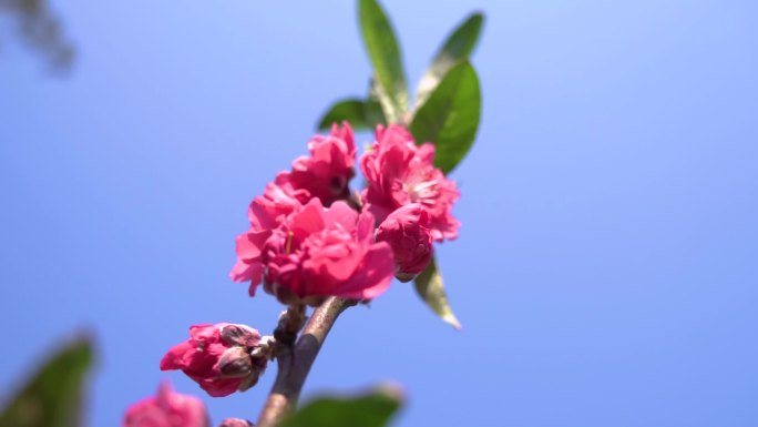 春天来了花蜜蜂采蜜桃花