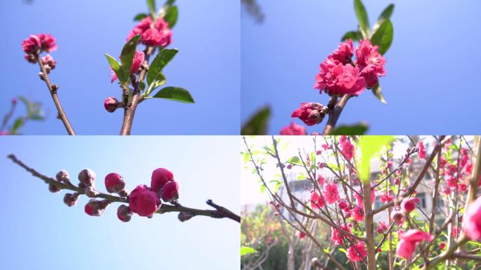 春天来了花蜜蜂采蜜桃花