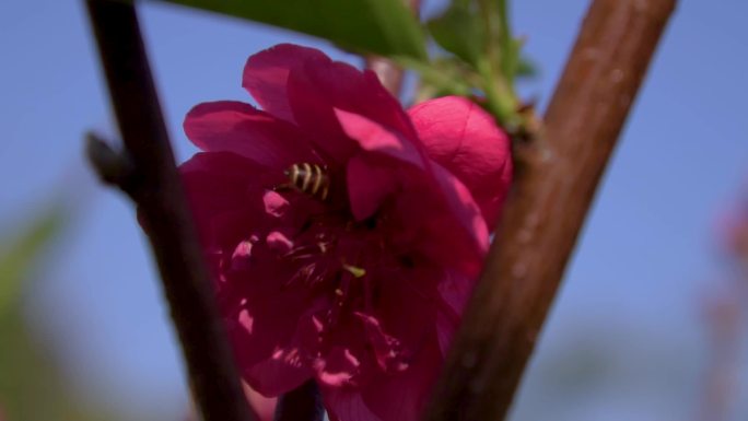 蜜蜂-桃花-采蜜