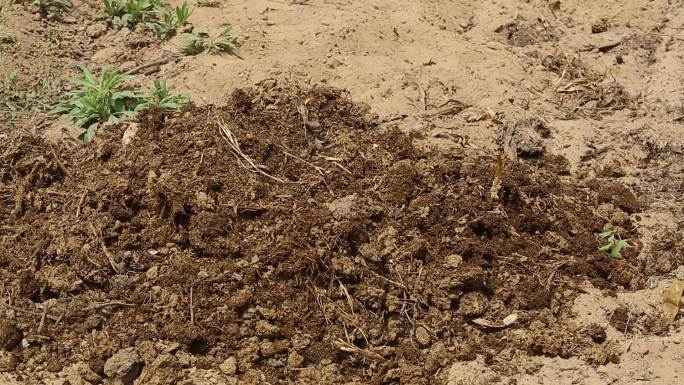 有机肥动物肥肥料农作物施肥施肥