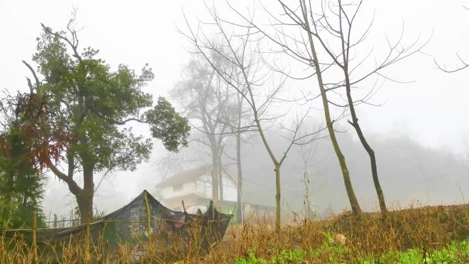 4K村庄、雾村、菜园、雨林、小村的清晨