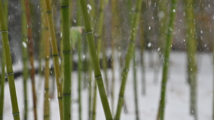 雪景中的竹子