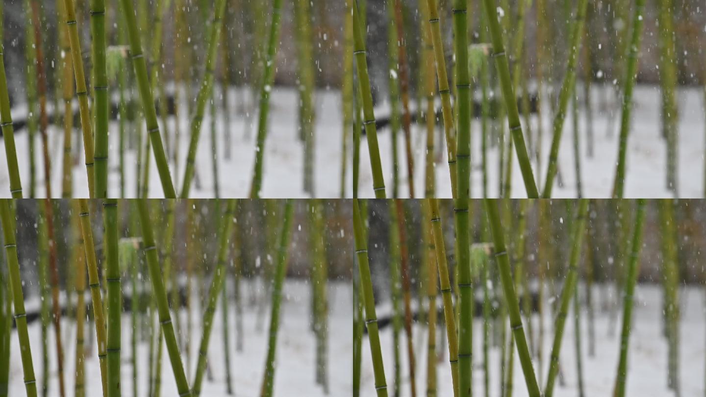 雪景中的竹子