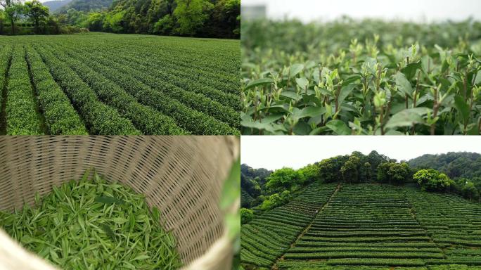 采茶茶农茶叶茶庄