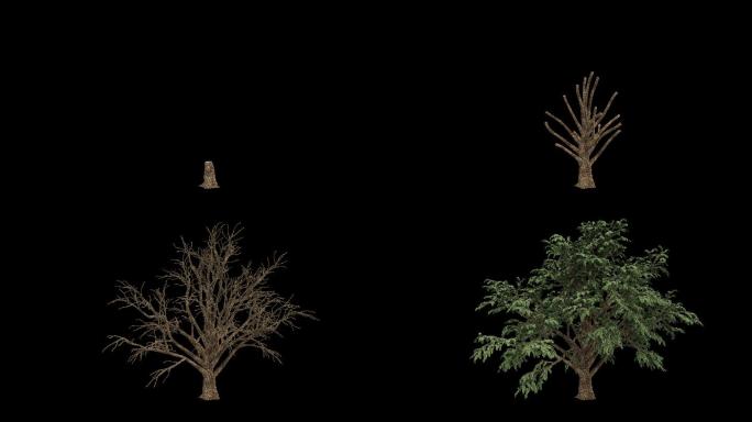 4k三维树木生长04