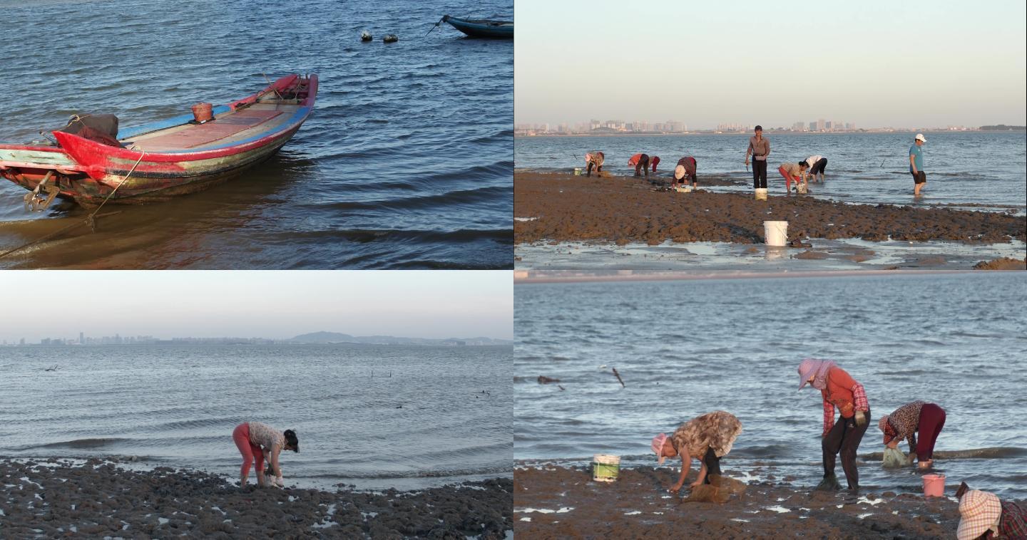 实拍在厦门的海边市民在退潮后挖花蛤