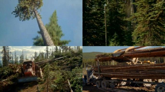 机械化伐木砍伐伐木工人生态平衡水土资源