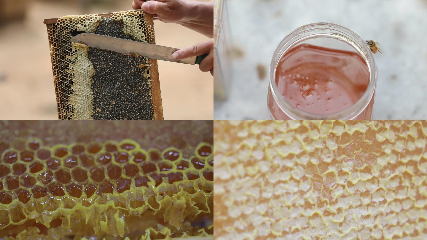 采蜂蜜蜂蜜蜜蜂采蜜