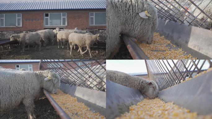 羊吃玉米青草