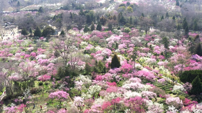 南京梅花山