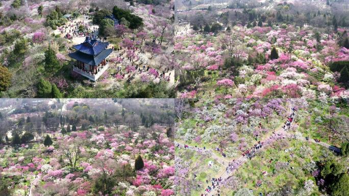 南京梅花山