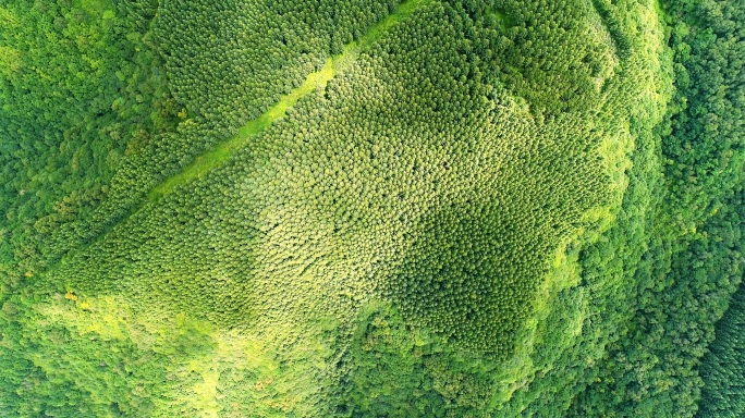 六盘山大景，青翠植被，鸟瞰