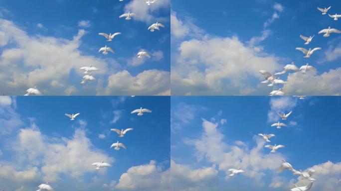 蓝天白云鸽子蓝天飞翔放飞和平鸽