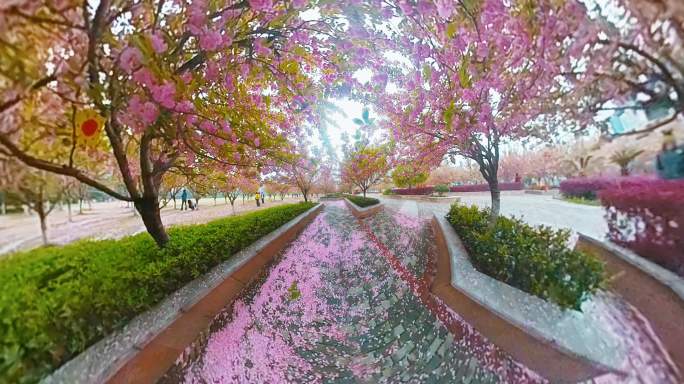 樱花360度拍摄