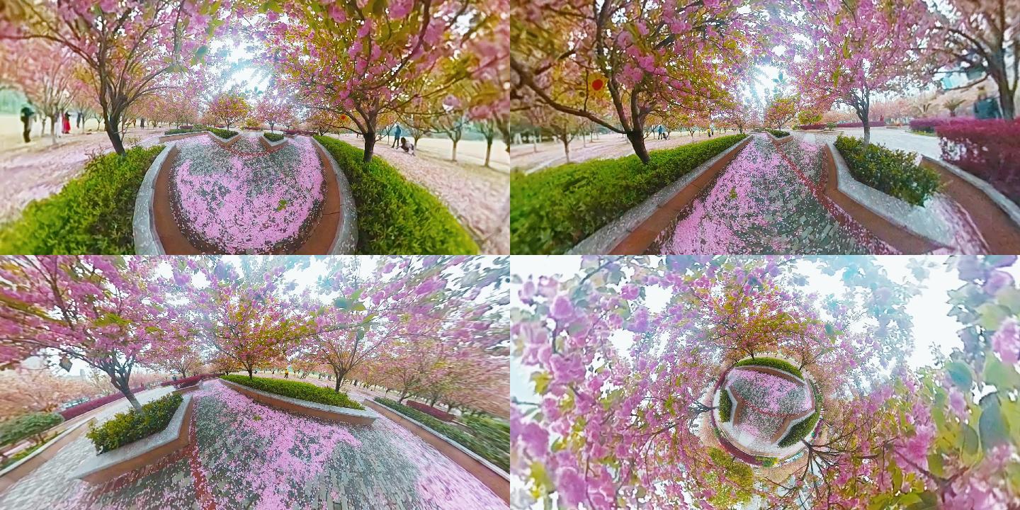 樱花360度拍摄