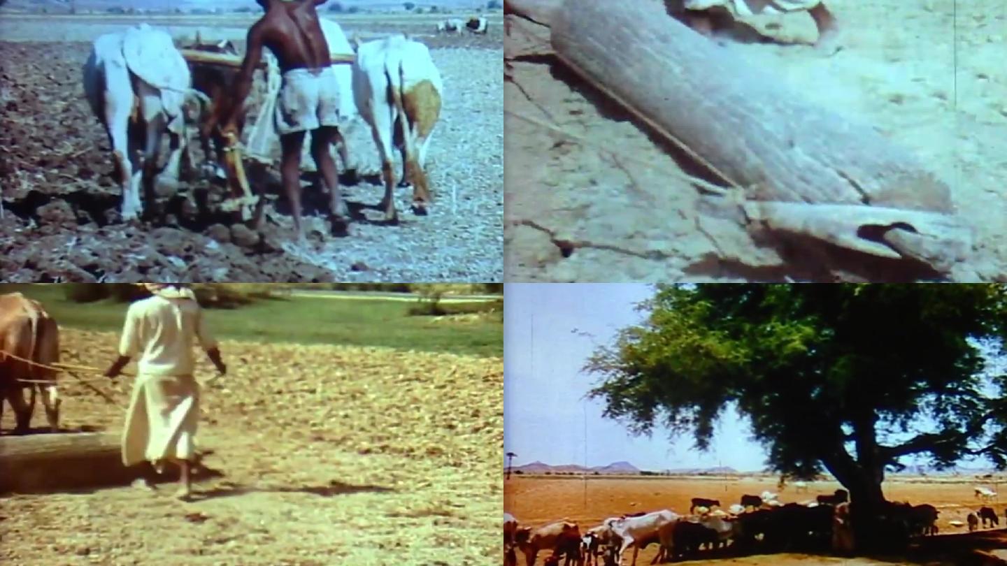 印度河流耕牛秃鹫啃食动物死亡水资源枯竭