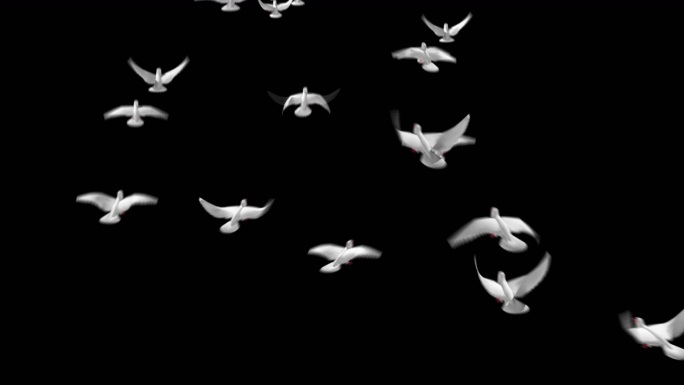 几组带通道和平鸽子飞翔视频素材