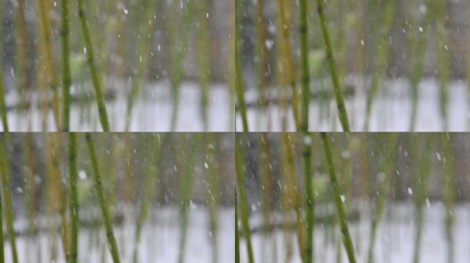 雪景中的竹子2