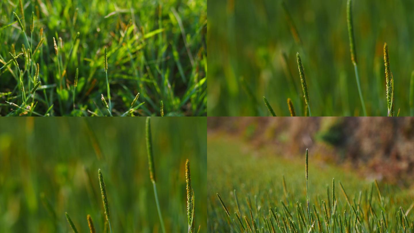 田园慢生活，生机勃勃的小草，春天希望