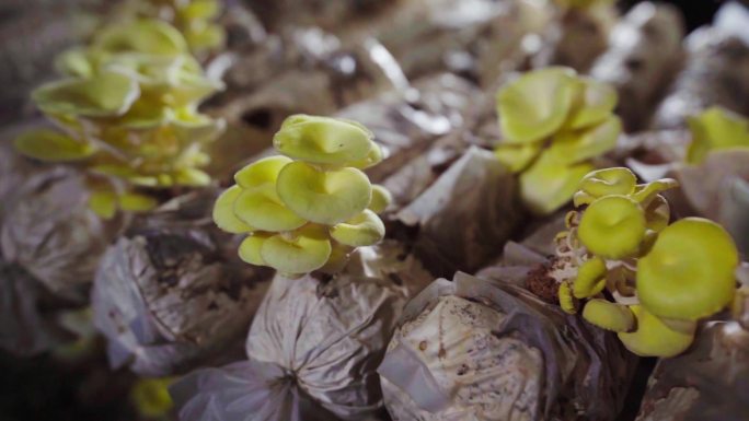 4K农家农产品乡村振兴菌菇黄金菇