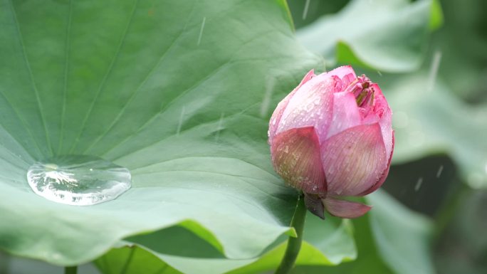 升格高清实拍荷花