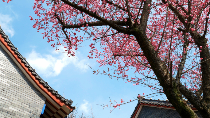 梅花_古建筑屋檐屋角