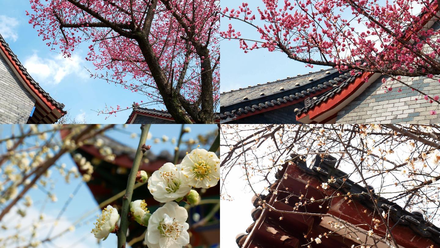 梅花_古建筑屋檐屋角