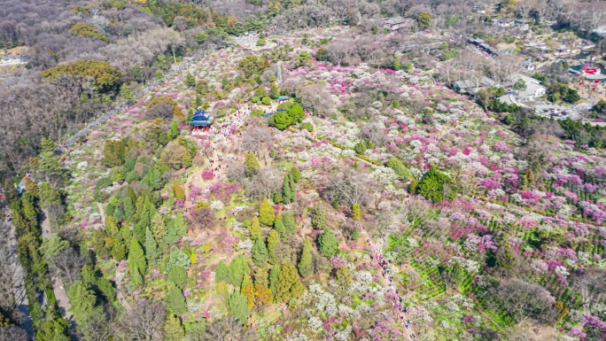 南京梅花山